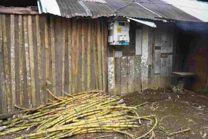 Electrifying Agriculture Pln Petani Tebu Matur Hemat Biaya Produksi