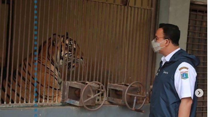 Dua harimau Sumatera penghuni Taman Margasatwa Ragunan (TMR) terinfeksi covid-19. Saat ini, dua harimau bernama Hari dan Tino tersebut menjalani isolasi.