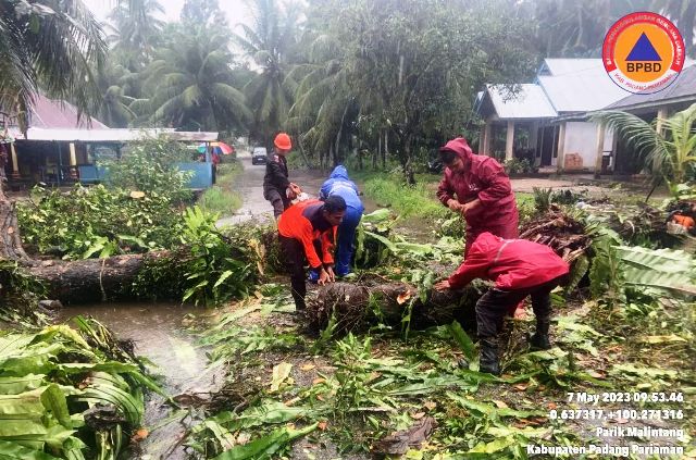 pohon tumbang