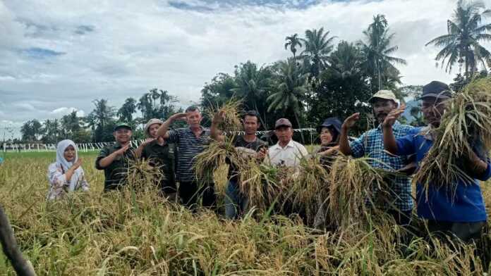 Panen Padi-udara bersih indonesia
