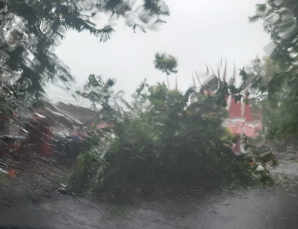 Pohon tumbang